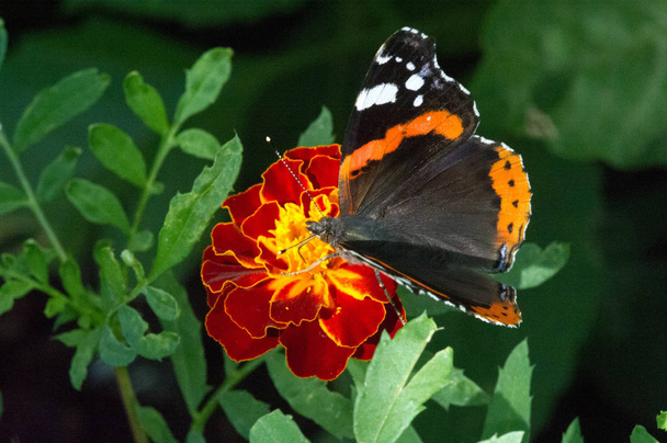 Ванесса аталанта, красный адмирал или ранее, красное восхищение, хорошо характеризуется, среднего размера бабочка с черными крыльями, оранжевые полосы и белые пятна. Он имеет размах крыльев около 2 дюймов
 - Фото, изображение