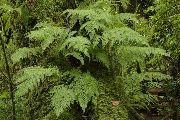 green fern and moss cover on tree branch in forest - Foto, immagini