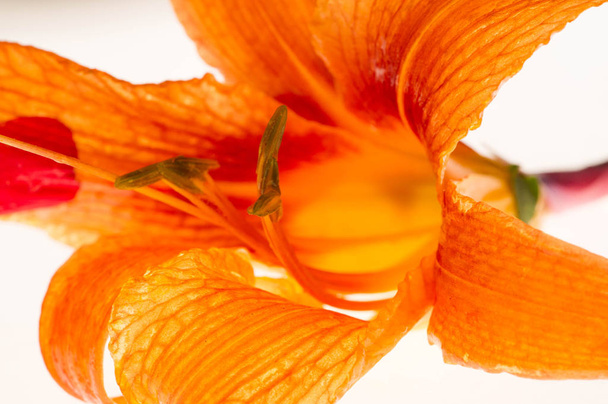 Gigli Lilium Lily Fiori sono grandi, spesso fragranti, e sono presentati in una vasta gamma di colori, tra cui bianco, giallo, arance, rosa, rosso e viola. La marcatura include macchie e pennellate. - Foto, immagini