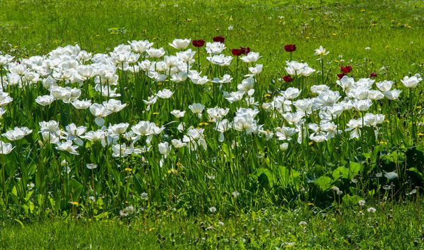 Tulipany. Bulwiasta wiosenno-kwitnąca roślina z śmiało kolorowymi kwiatami w kształcie kubka. - Zdjęcie, obraz