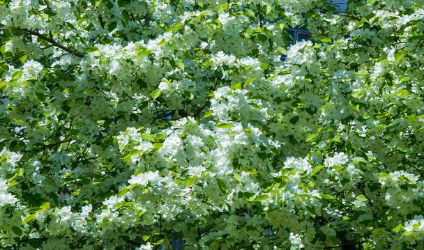 Apple Flowers, Apple Flossom на сонячному світлі над природним зеленим фоном. цвіте весною.. - Фото, зображення