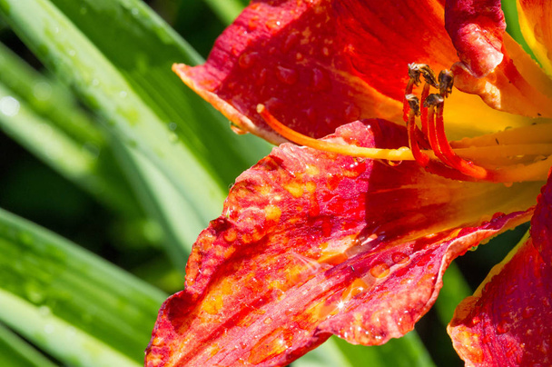 Lelies Lilium Lily - Bloemen zijn groot, vaak geurig, en worden gepresenteerd in een breed scala van kleuren, waaronder wit, geel, sinaasappels, roze, rood en paars. Markering omvat vlekken en penseelstreken. - Foto, afbeelding