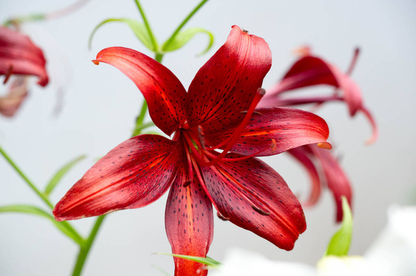 Liliom Liliom Lily - Virágok nagy, gyakran illatos, és bemutatják a színek széles skáláját, beleértve a fehér, sárga, narancs, rózsaszín, piros és lila. Jelölés magában foglalja foltok és ecsetvonások. - Fotó, kép