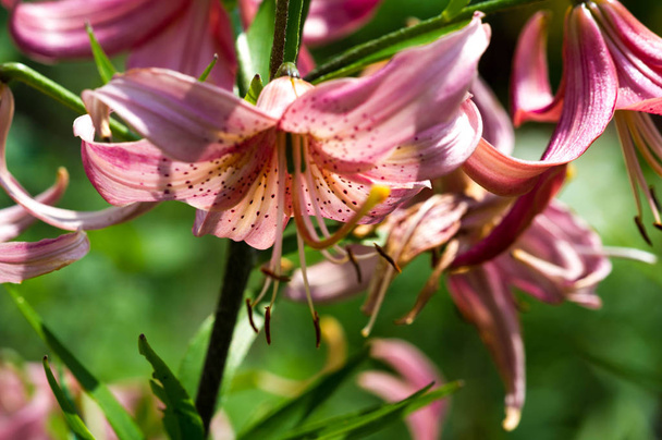 ユリユリユリ-花は大きく、しばしば芳香があり、白、黄色、オレンジ、ピンク、赤、紫などの幅広い色で提示されます。マーキングにはスポットやブラシストロークが含まれます. - 写真・画像