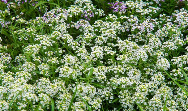 Lobularia Snow Princess Γλυκό Alyssum. είναι ένα λεπτό χαλί από μικροσκοπικά λουλούδια με ένα λεπτό, γλυκό άρωμα. Το φύλλωμα χαμηλής ανάπτυξης καλύπτεται από άνθη για μεγάλο μέρος της καλλιεργητικής περιόδου.. - Φωτογραφία, εικόνα