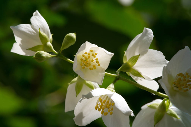 Philadelphus They are named mock-orange in reference to their flowers, which in wild species look somewhat similar to those of oranges and lemons Citrus at first glance,  flowers and jasmine Jasminum - Photo, Image