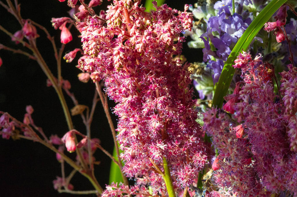 Vadvirágok - mező, rét, sztyeppe, kék, harangok koronában. - Fotó, kép