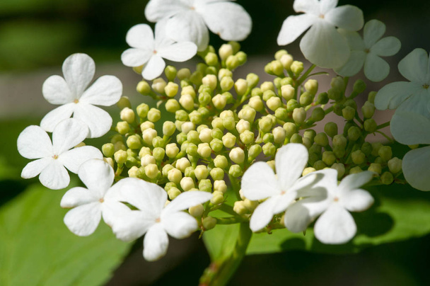 Kalina flowers. Viburnum opulus In Russia the Viburnum fruit is called kalina (viburnum) and is considered a national symbol. Kalina derived from kalit 'or raskalyat', which means "to make red-hot". - Photo, Image
