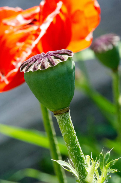 Papaver has medicinal properties. Stems contain latex milk, latex in opium poppy Papaver somniferum contains several narcotic alkaloids, including morphine and codeine. Poppy seeds baking and cooking - Photo, Image