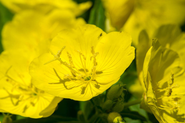 Oenothera may have originated in Mexico and Central America. Some Oenothera plants have edible parts. The roots of O. biennis are reported to be edible in young plants. - Photo, Image