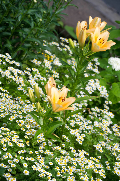 Lilie Lilium Lily - Květiny jsou velké, často voňavé, a jsou předkládány v široké škále barev, včetně bílé, žluté, pomeranče, růžové, červené a fialové. Značení zahrnuje místa a tahy štětcem. - Fotografie, Obrázek