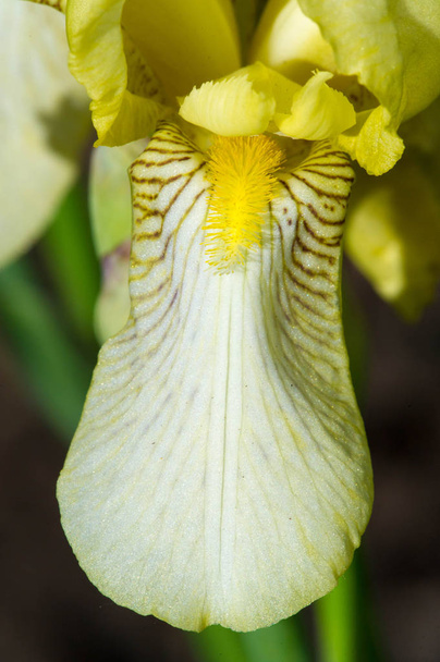 Iris flores, Toma su nombre de la palabra griega para el arco iris, que también es el nombre de la diosa del arco iris griego, Iris
 - Foto, imagen