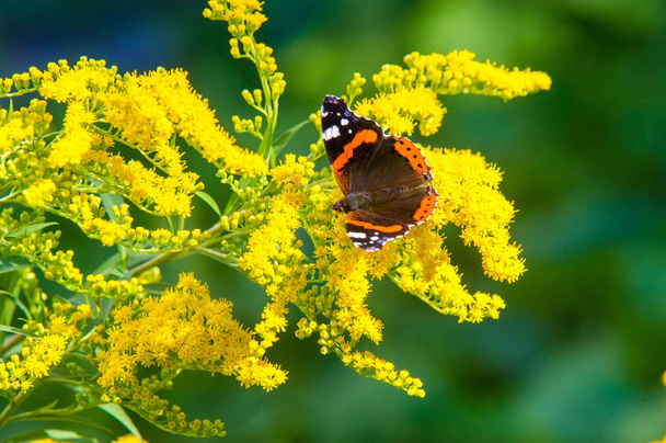 květina Solidago běžně nazývané zlaté pruty pochází ze Severní Ameriky, včetně Mexika původem z Jižní Ameriky a Eurasia Butterfly Vanessa atalanta červený admirál nebo dříve červený obdivuhodný - Fotografie, Obrázek