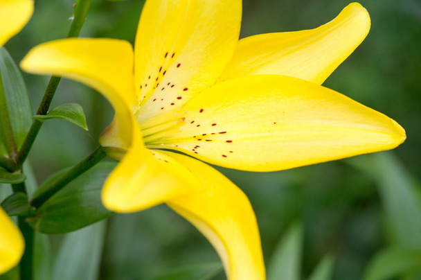 Lelies Lilium Lily - Bloemen zijn groot, vaak geurig, en worden gepresenteerd in een breed scala van kleuren, waaronder wit, geel, sinaasappels, roze, rood en paars. Markering omvat vlekken en penseelstreken. - Foto, afbeelding