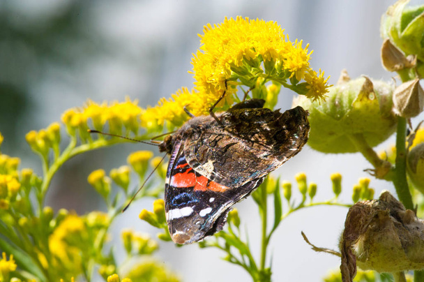flower of Solidago commonly called goldenrods comes from North America including Mexico native to South America and Eurasia Butterfly Vanessa atalanta the red admiral or previously the red admirable - Photo, Image