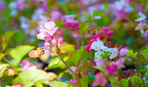 Begonia - рід багаторічних квіткових рослин родини Бегонів. Початки ростуть у вологому субтропічному та тропічному кліматі. Деякі види, як правило, вирощують у приміщенні як кімнатні рослини.. - Фото, зображення