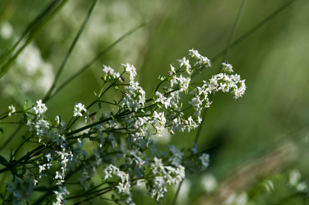 Zomer fotografie Zonnige dag Witte kleine wilde bloemen - Foto, afbeelding