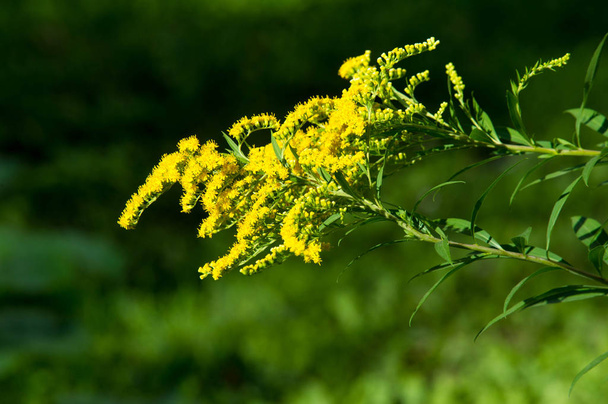 жовті квіти мімози крупним планом
  - Фото, зображення