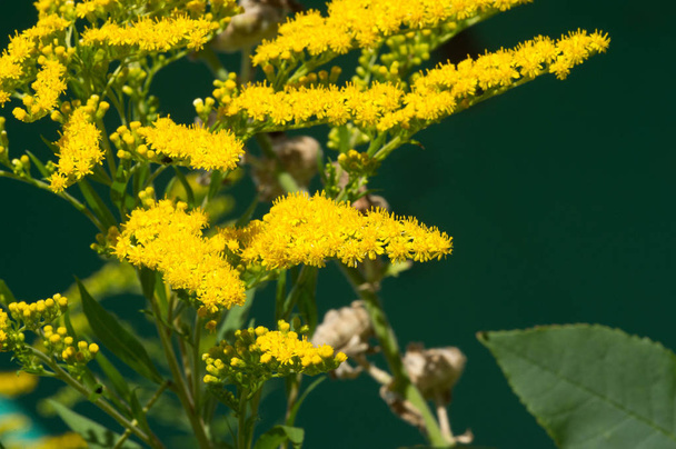 flower of Solidago commonly called goldenrods comes from North America including Mexico native to South America and Eurasiag - Photo, Image