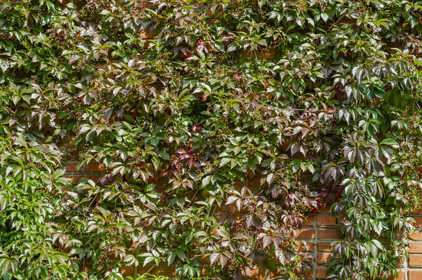 Clôture verte de parthénocisse henryana. Fond naturel de raisins girlins. Texture florale du parthénocissus inserta. Une riche verdure. Plantes dans le jardin botanique
. - Photo, image