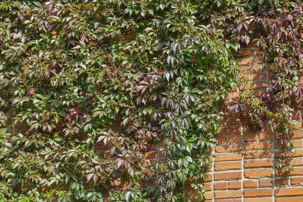 Parthenocissus henryana zöld kerítése. Természetes háttér lányos szőlő. Parthenocissus inserta virágos textúrája. Gazdag növényzet. Növények a botanikus kertben. - Fotó, kép