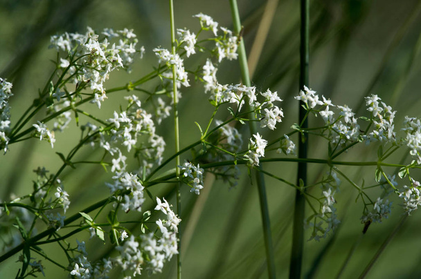 Fotos de verão Dia ensolarado Branco pequenas flores silvestres
 - Foto, Imagem
