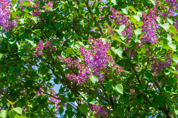 オリーブ科の木本植物の開花の新羅ライラック種は、東南ヨーロッパから東アジアへの森林やスクラブに自生し、広く、一般的に他の温帯地域で栽培されています - 写真・画像