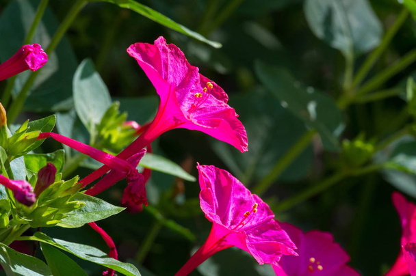 Мірабіце джалапа, Чудо Перу або чотиригодинний квітка, є найбільш поширеним орнаментальним видів рослин Мірабіце і доступний в різних кольорах. Мірабіце джалапа культивували ацтеки - Фото, зображення