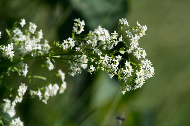 Zomer fotografie Zonnige dag Witte kleine wilde bloemen - Foto, afbeelding