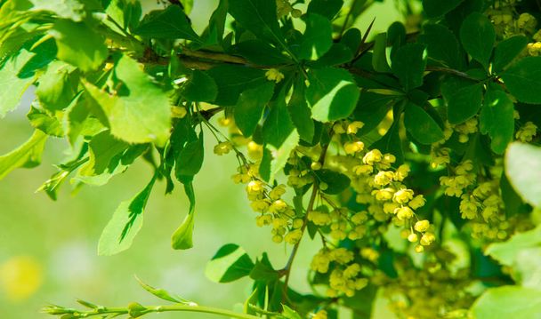Berberis vulgaris, європейський ячмінь або просто барбері, є чагарником роду Berberis. Він продукує їстівні ягоди бутинової кислоти. Його вирощують для плодів у багатьох країнах.. - Фото, зображення