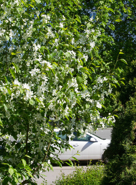 Kwiaty jabłoni, kwiat jabłoni. w słońcu nad naturalnym zielonym tle. drzewa białe kwiaty wiosną. - Zdjęcie, obraz