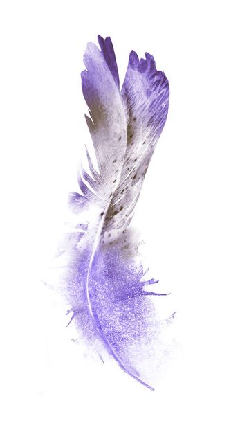 Watercolor feathers, isolated on white background - Фото, зображення