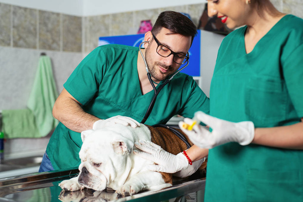 Veterinarian and assistant in vet clinic at work. - Photo, image