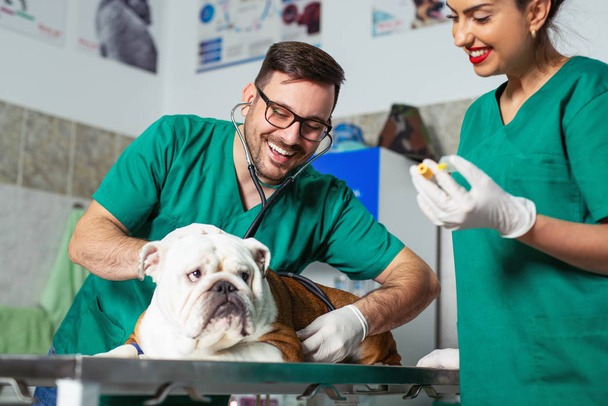 Veterinarian and assistant in vet clinic at work. - 写真・画像