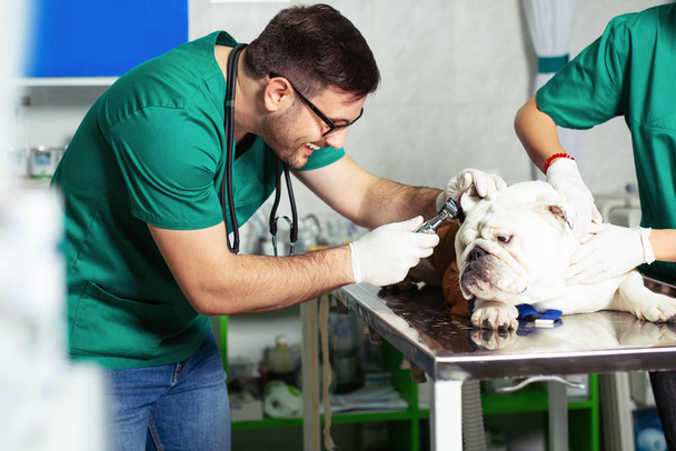 Veterinarian and assistant in vet clinic at work. - Foto, imagen