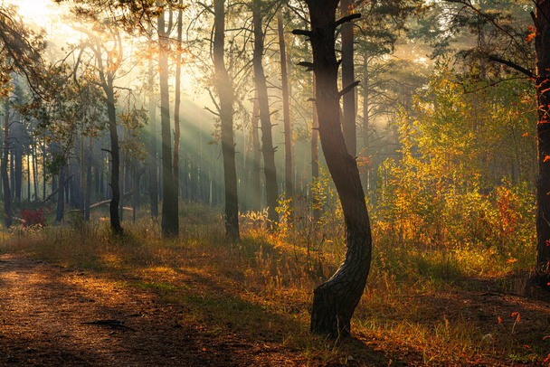 Las. Jesienią. Przyjemny spacer po lesie, ubrany w jesienny strój. Słońce bawi się na gałęziach drzew i przenika cały las swoimi promieniami. Lekka mgła sprawia, że obraz trochę zamiata. - Zdjęcie, obraz