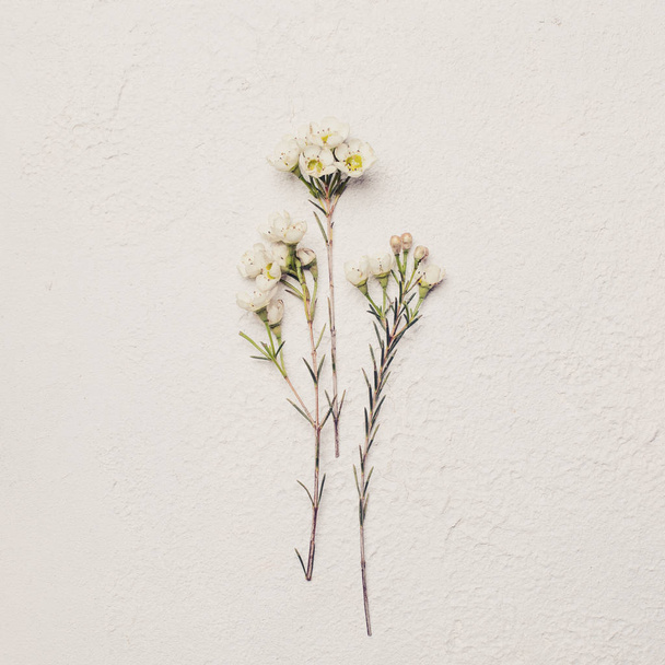 Beyaz kart arkaplanındaki güzel narin çiçek - Fotoğraf, Görsel
