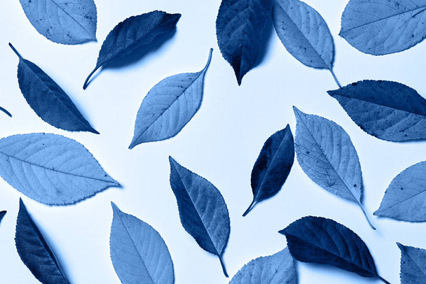 Classic blue background. Colored leaves, copy space.  - Foto, afbeelding