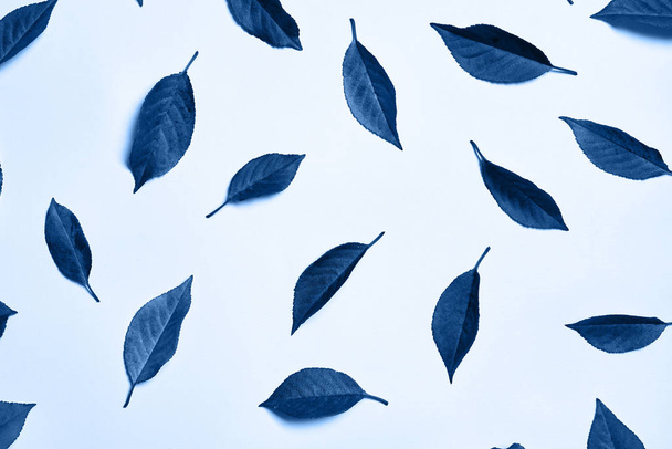 Classic blue background. Colored leaves, copy space.  - 写真・画像