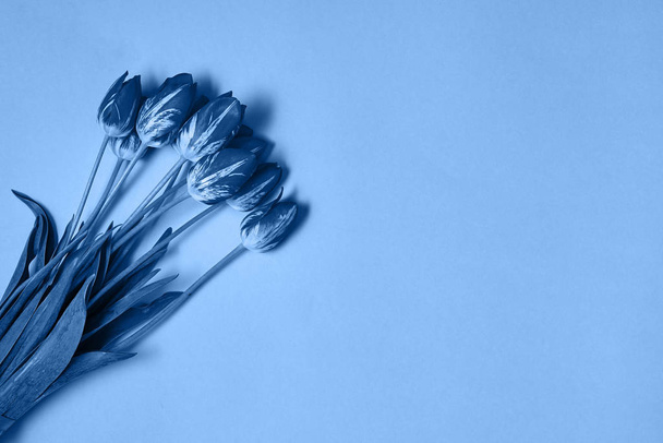 Klasické modré pozadí s tulipány květiny, kopírovací prostor.  - Fotografie, Obrázek
