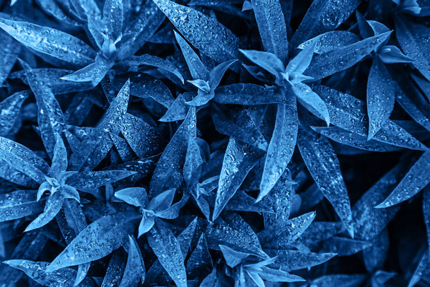 Trend color 2020 clásico azul, vista superior, hojas exóticas de fondo para el diseño. Concepto de color azul de moda del año
.  - Foto, imagen
