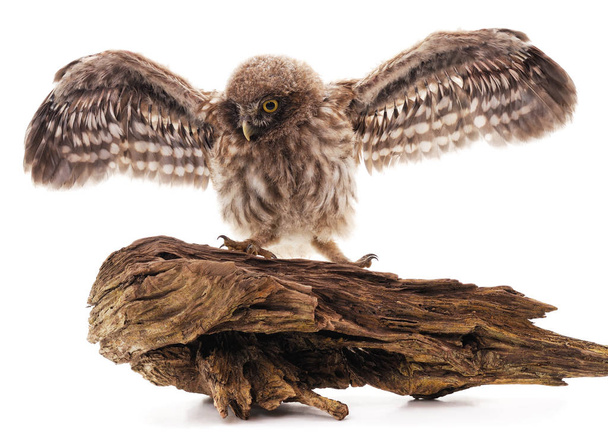 Little wild owl. - Фото, зображення