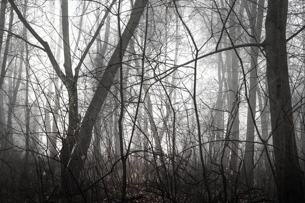 stromy bez listí v mlžném lese - Fotografie, Obrázek