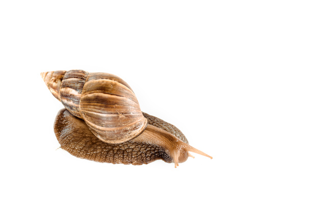 slimy brown snail isolated on white - Zdjęcie, obraz