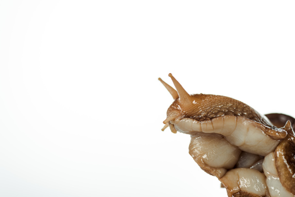Nahaufnahme von schleimigen braunen Schneckenkopf isoliert auf weiß - Foto, Bild