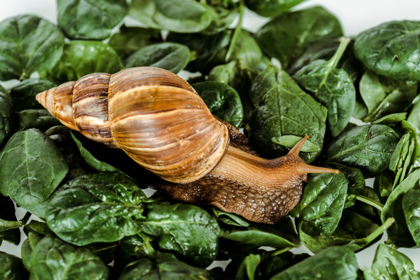 slimy brown snail on green fresh leaves - Photo, Image