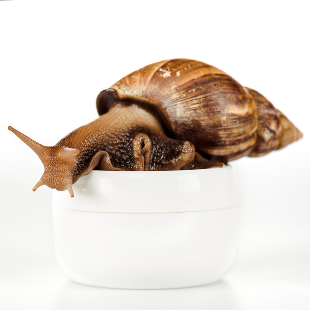 close up view of brown snail on cosmetic cream container isolated on white - Photo, Image