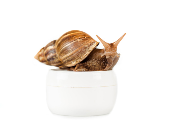 escargot brun sur récipient à crème cosmétique isolé sur blanc
 - Photo, image