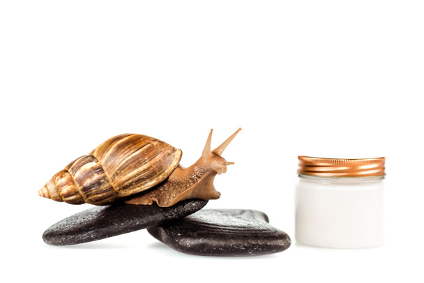 brown snail on spa stones near cosmetic cream container isolated on white - Valokuva, kuva