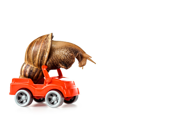 slijmerige bruine slak op rood speelgoed auto geïsoleerd op wit - Foto, afbeelding